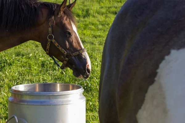 daha önce ufuk mavi gökyüzü ve bulutlar ile büyük ve küçük atlar çim bir güneşli yaz akşamı Güney Almanya'da yiyorsun