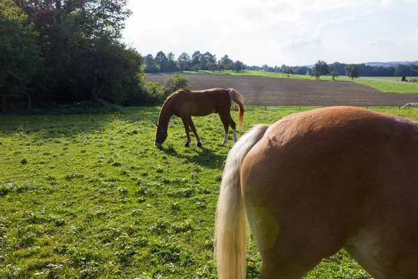 Hafling Koně Zelené Louce Jižním Německu Září Slunečný Den Venkovské — Stock fotografie