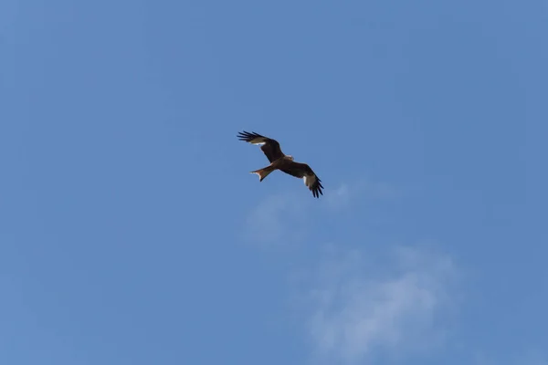 Dia Muito Ensolarado Junho Alemanha Sul Você Pipa Alto Céu — Fotografia de Stock