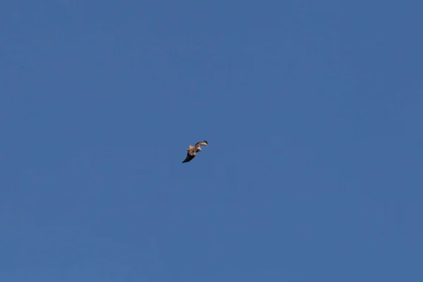 Halcón Volando Alto Cielo Azul Campo — Foto de Stock