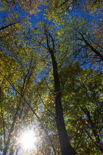 Solen Skiner Genom Löv Och Träd Höstens Skog Och Fält — Stockfoto