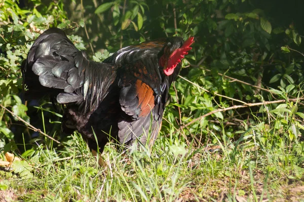 Dia Muito Ensolarado Julho Alemanha Sul Você Galinhas Macho Fêmea — Fotografia de Stock