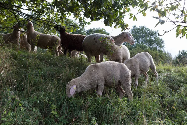 Μπορείτε Δείτε Πρόβατα Στο Αυγούστου Θερινής Ώρας Στην Νότια Γερμανία — Φωτογραφία Αρχείου
