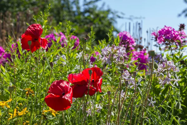 on a very sunny day in july in south germany you see details and colors of cottage country flowers in garden ambiance of farmhouse with red and pink and blue color of southern sky