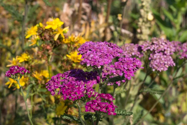 Dia Muito Ensolarado Julho Alemanha Sul Você Detalhes Cores Flores — Fotografia de Stock