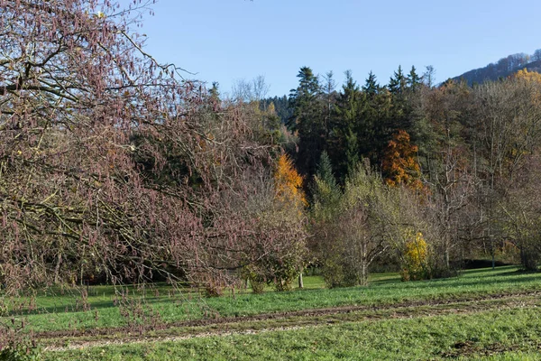 11月的秋日风景上 在慕尼黑和斯图加特附近的蓝天上 阳光明媚 树树枝和浆果 — 图库照片