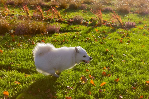 Schwarzer Mops Und Weißer Freundehund Amüsieren Sich Novemberabend Rokoko Park — Stockfoto