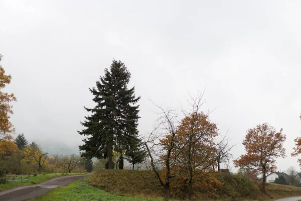 雾蒙蒙的秋树和树叶在德国南部的乡村与绿色的草坪和伊尼丹夏季的颜色附近的慕尼黑和斯图加特城市 — 图库照片