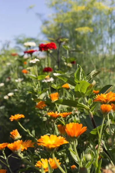 Very Sunny Day June South Germany You See Details Colors — Stock Photo, Image