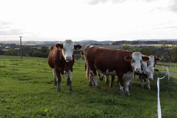Mucche Bestiame Cielo Sera Settembre Area Germania Del Sud Vicino — Foto Stock