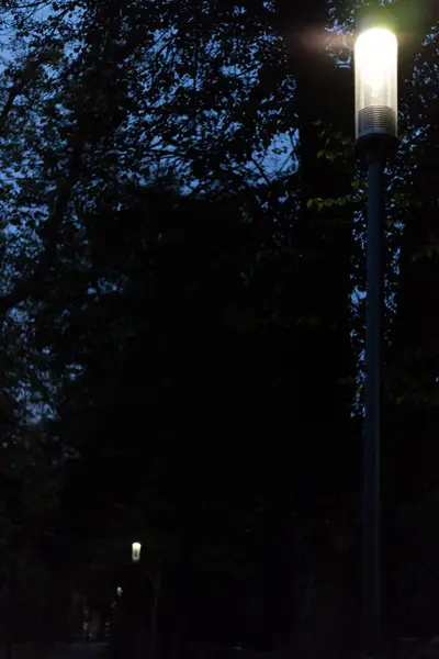 Πάρκο Της Πόλης Νύχτα Τους Λαμπτήρες Και Λεωφόρο Δέντρα Στη — Φωτογραφία Αρχείου