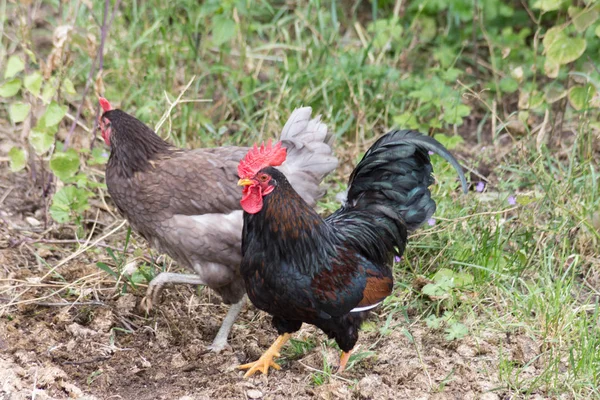 Einem Sonnigen Maitag Süddeutschland Sieht Man Männliche Und Weibliche Hühner — Stockfoto