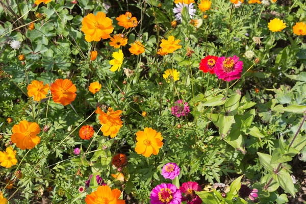 Groothoek Kijken Naar Kleurrijke Bloemen Zuid Duitsland Platteland Een Zonnige — Stockfoto