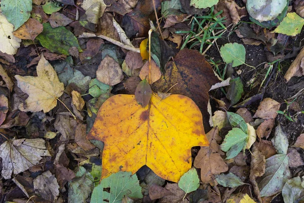 Jesienią Liście Rośliny Owoce Stać Się Płatnym Kolory Piękny Słoneczny — Zdjęcie stockowe