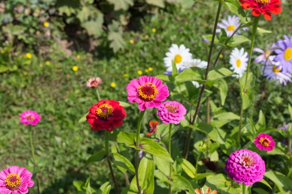 在8月的一个阳光明媚的日子里 在斯图加特和慕尼黑的城市附近 近距离观察德国南部的乡村五颜六色的花朵 — 图库照片