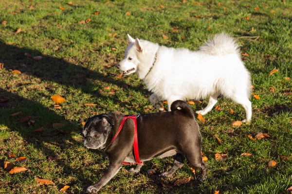 Schwarzer Mops Und Weißer Freundehund Amüsieren Sich Novemberabend Rokoko Park — Stockfoto