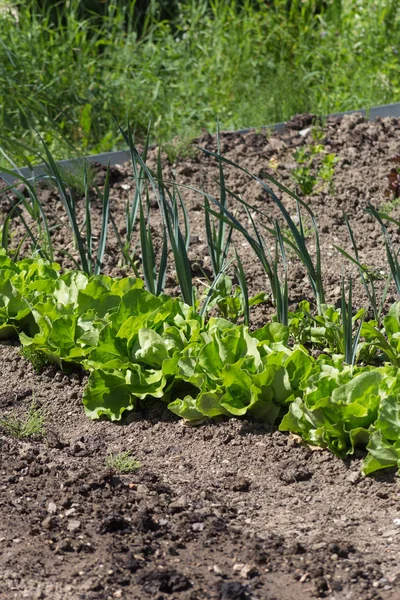 Día Muy Soleado Junio Sur Alemania Ven Verduras Ensaladas Flores — Foto de Stock