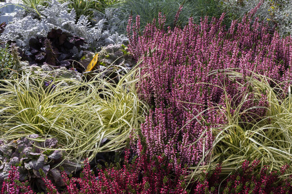 свежие морозостойкие цветы на уличном рынке осенью октябрь в южной Германии сельской местности вблизи города Штутгарт и Munich
