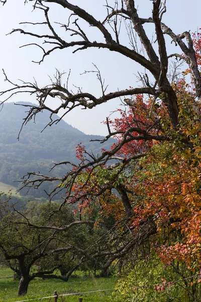 Сентябре Падение Юге Германии Деревья Листья Осенью Красочные Растения Пейзажи — стоковое фото