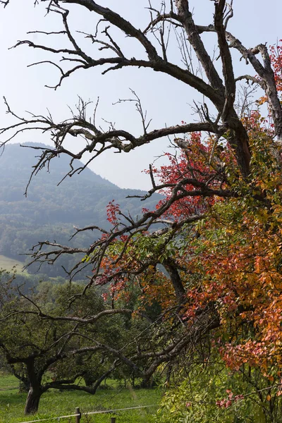 September Vallen Zuid Duitsland Bomen Bladeren Met Herfst Kleurrijke Planten — Stockfoto