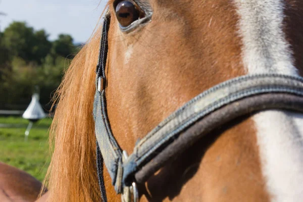 Cavalli Aflinger Sul Campo Verde Nel Sud Della Germania Giornata — Foto Stock