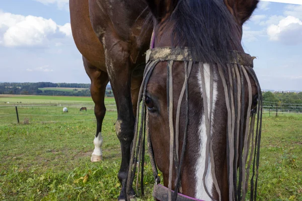 Cavallo Bruno Recinto Con Prato Verde Cielo Blu Nel Sud — Foto Stock