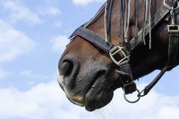 stock image brown horse at a paddock with green lawn and blue sky in south germany rural countryside