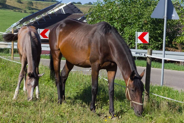 Madre Caballo Con Potro Día Verano Agosto Cerca Stuttgart Sur —  Fotos de Stock