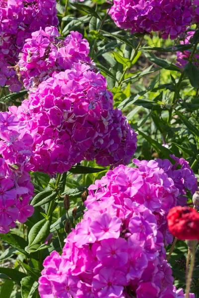 on a very sunny day in july in south germany you see details and colors of single closeup  cottage country flowers in garden ambiance of farmhouse with great orange red and pink and blue colors