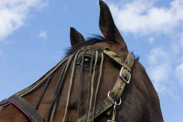 Bruin Paard Een Paddock Met Groen Gazon Blauwe Hemel Zuid — Stockfoto