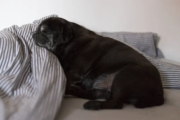 Black Pug Mops Named Adelheid Sleeping Beed Summer Heat — Stock Photo, Image