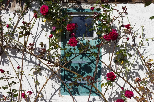 Framework Farmhouse Rose Garden Indian Summer October Month South German — Stock Photo, Image