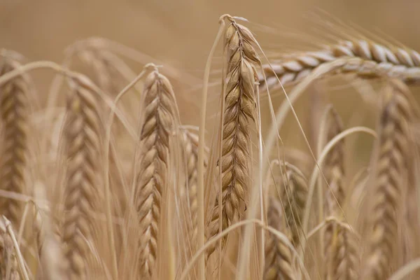 Дуже Сонячний День Червні Південній Німеччині Бачите Деталі Рослини Пшениці — стокове фото