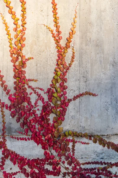 Feuillage Automne Lierre Sur Mur Béton Dans Ville Historique Allemagne — Photo