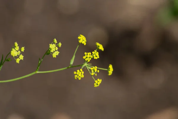 Mocne Kolory Kwiat Bloom Każdy Kwiat Sprawiają Wyraźna Różnica Ciemnym — Zdjęcie stockowe