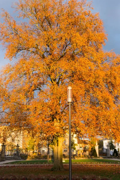 Sonbahar günbatımı renk ağaçlar ve dalları Münih ve stuttgart yakınındaki güney Almanya kırsal tarihi şehir içinde