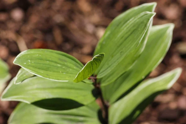 fresh plants at shadow place in park