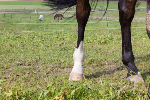 Cheval Brun Paddock Avec Pelouse Verte Ciel Bleu Dans Sud — Photo