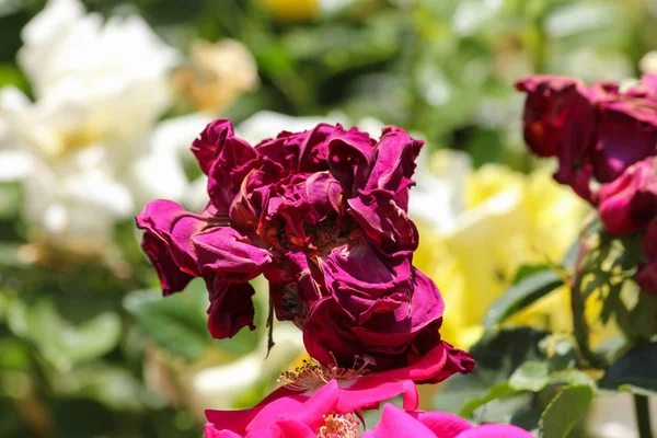 Speciální Barvy Starší Květ Roseplants — Stock fotografie