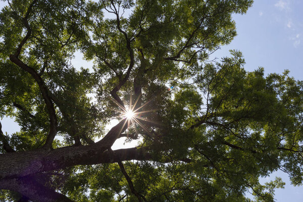 summer blue sky sun beams with tree branches high above at rural countryside of south germany
