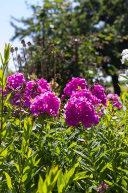 Sen görmek detayları ve çiftlik evinin Bahçe ambiente yazlık ülke çiçek renkleri harika turuncu kırmızı ve pembe ve mavi renkler ile Haziran ayında Güney Almanya çok güneşli bir günde