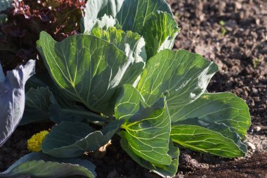 Haziran ayında Güney Almanya çok güneşli bir günde ayrıntıları ve salata mor lahana soğan ve daha fazlası gibi yeşil bitkilerin renkleri görmek