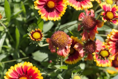 Sen görmek detayları ve yazlık ülke çiftlik evinin Bahçe ambiyans çiçeklenir renkleri harika turuncu kırmızı ve pembe ve mavi renkler ile Haziran ayında Güney Almanya çok güneşli bir günde