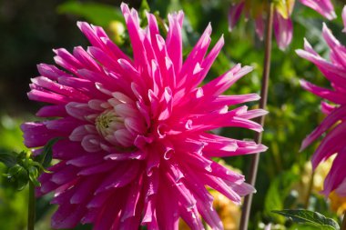 çok güneşli Güney Almanya'da Temmuzda çiğ sarı turuncu kırmızı zemin üzerine aşırı renkli çiçeklere bakın