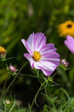 Sen görmek detayları ve yazlık ülke çiftlik evinin Bahçe ambiyans çiçeklenir renkleri harika turuncu kırmızı ve pembe ve mavi renkler ile Haziran ayında Güney Almanya çok güneşli bir günde