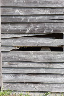 Güney Alman kırsal Eylül düşüşü ve ahşap eldered plakalar gri rengini içinde ahşap kulübe