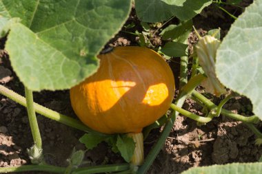 Haziran ayında Güney Almanya çok güneşli bir günde ayrıntıları ve sebze ve salata gibi yeşil bitkilerin renkleri görmek