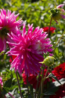 çok güneşli Güney Almanya'da Temmuzda çiğ sarı turuncu kırmızı zemin üzerine aşırı renkli çiçeklere bakın