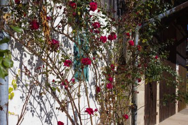 Açık mavi gökyüzü ve sıcak bir gün ile Güney Alman kırsal pastırma yazı Ekim ay üzerinde gül bahçesi ile çatı çiftlik evi