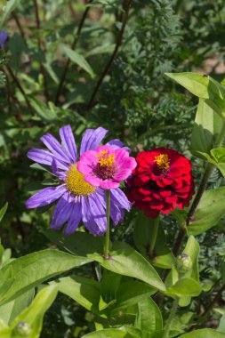 Sen görmek detayları ve yazlık ülke çiftlik evinin Bahçe ambiyans çiçeklenir renkleri harika turuncu kırmızı ve pembe ve mavi renkler ile Haziran ayında Güney Almanya çok güneşli bir günde